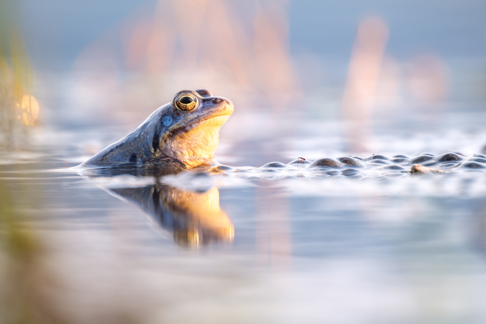 Moorfrosch wacht über Laich