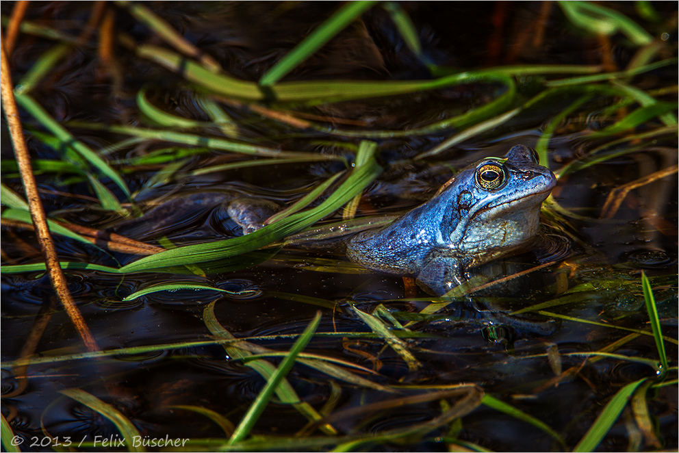 Moorfrosch wartet auf Damenbesuch