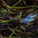 Moorfrosch wartet auf Damenbesuch