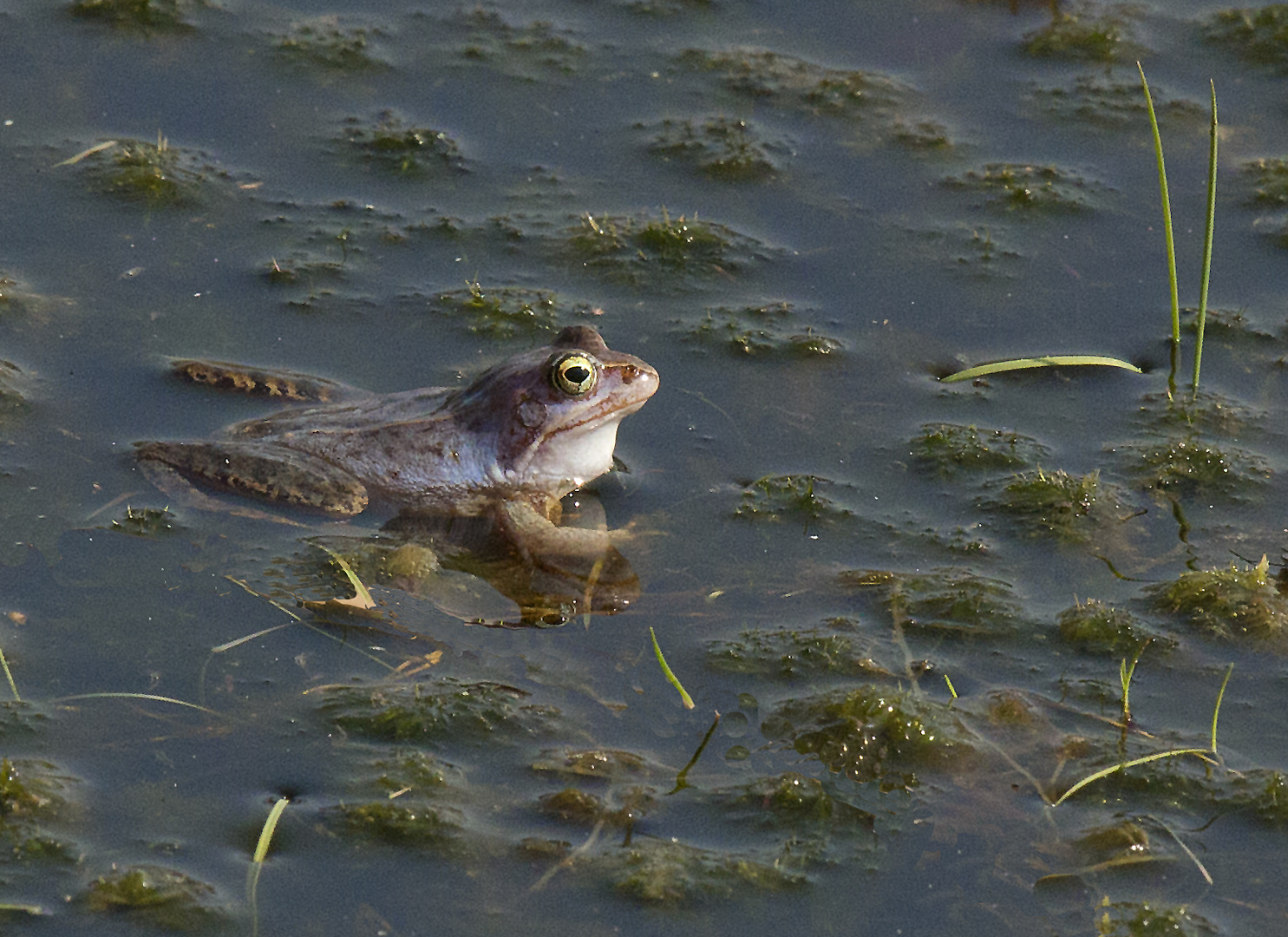 Moorfrosch wieder nüchtern