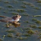 Moorfrosch wieder nüchtern