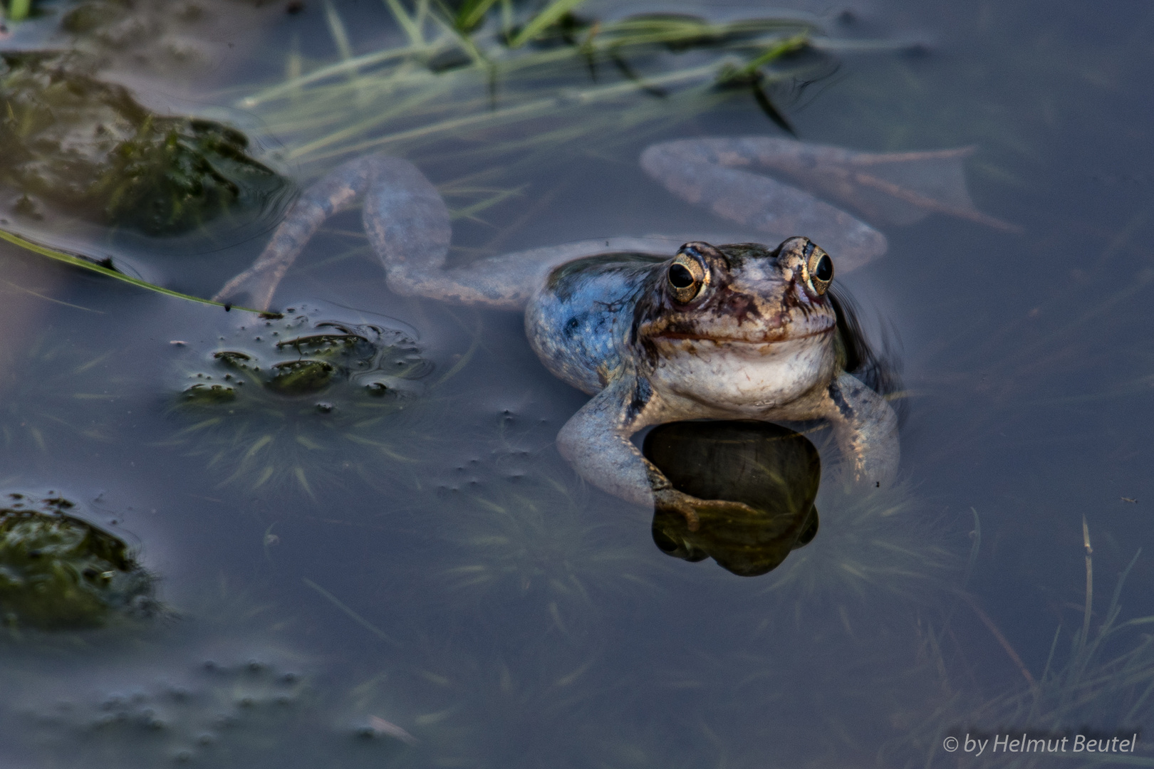 Moorfrosch - wo sind denn die Mädels?