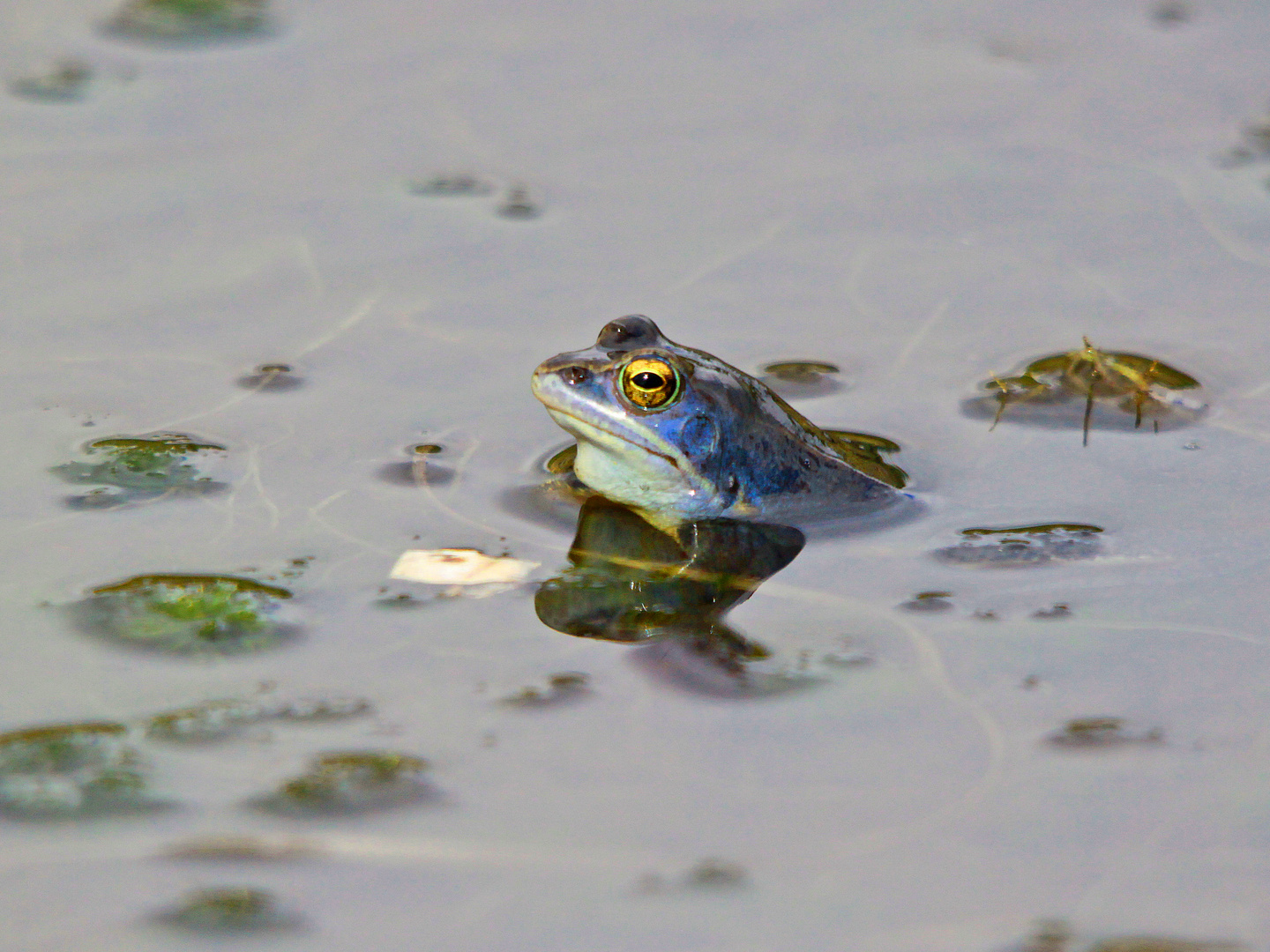 Moorfrosch-Zeit!!!