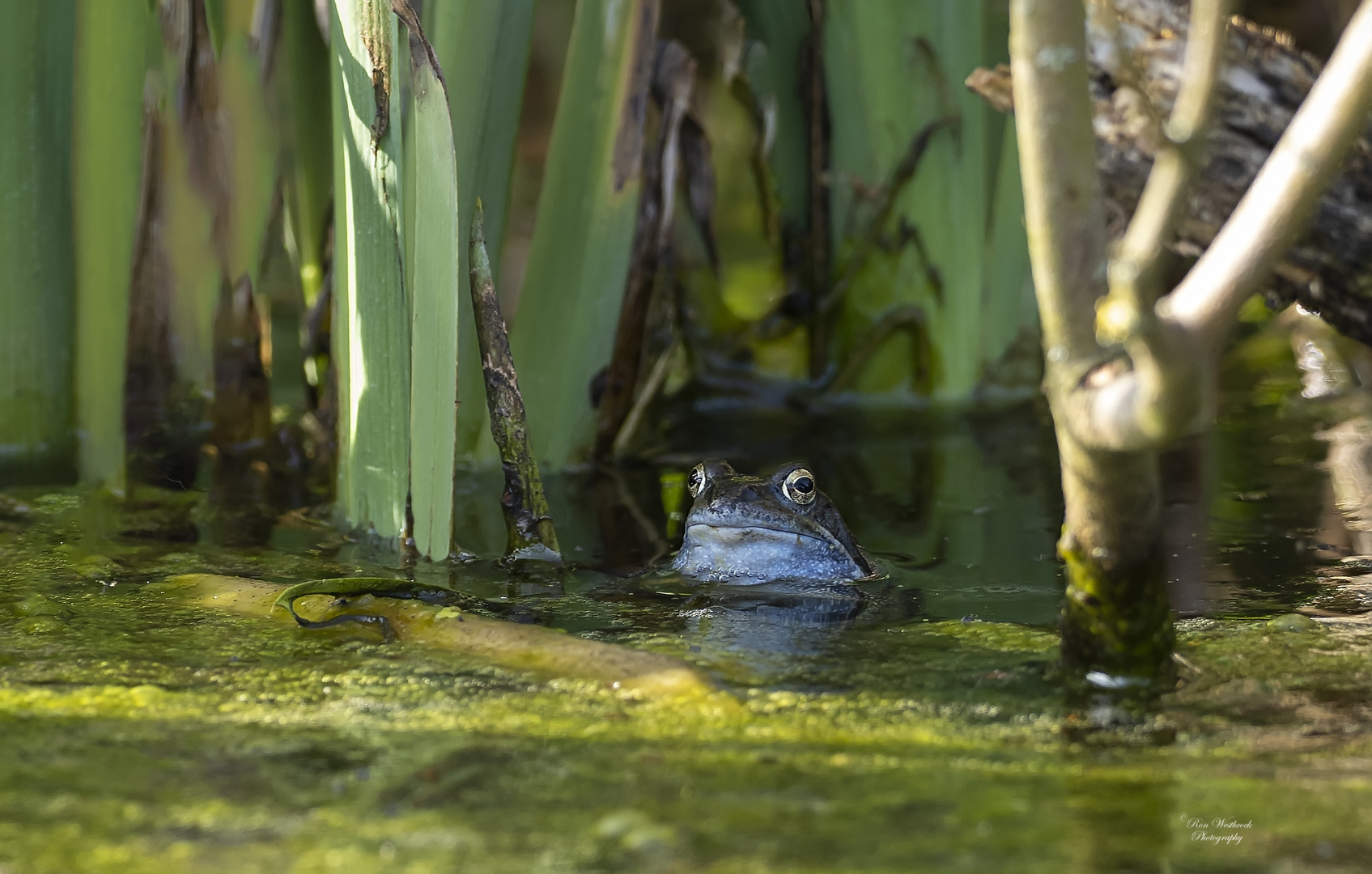 Moorfrosch zwischen dem Schilf.