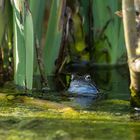 Moorfrosch zwischen dem Schilf.