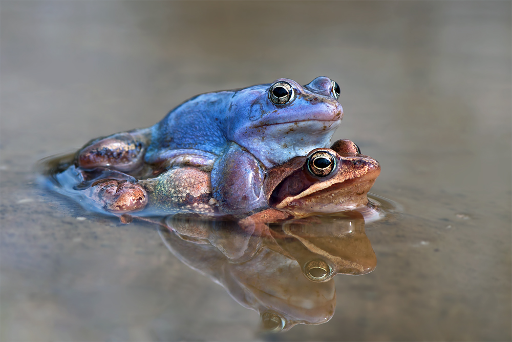 Moorfroschhochzeit