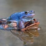 Moorfroschhochzeit