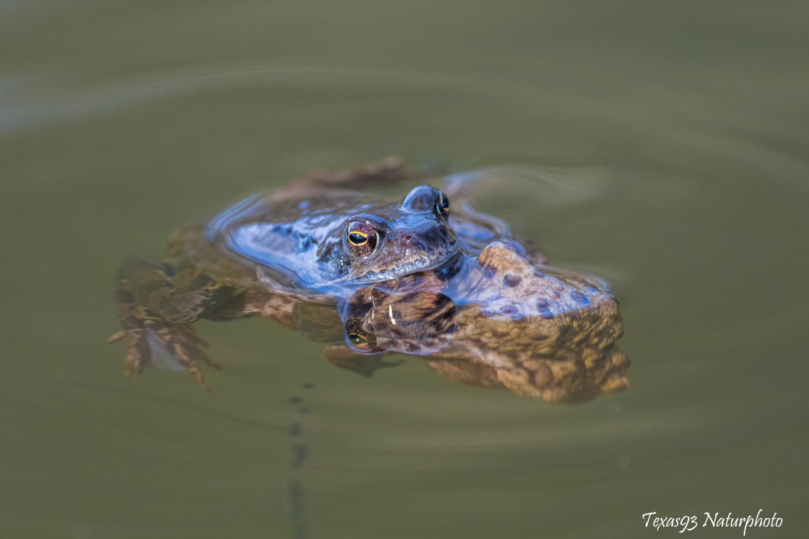 Moorfroschhochzeit