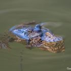 Moorfroschhochzeit