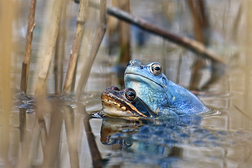 Moorfroschhochzeit