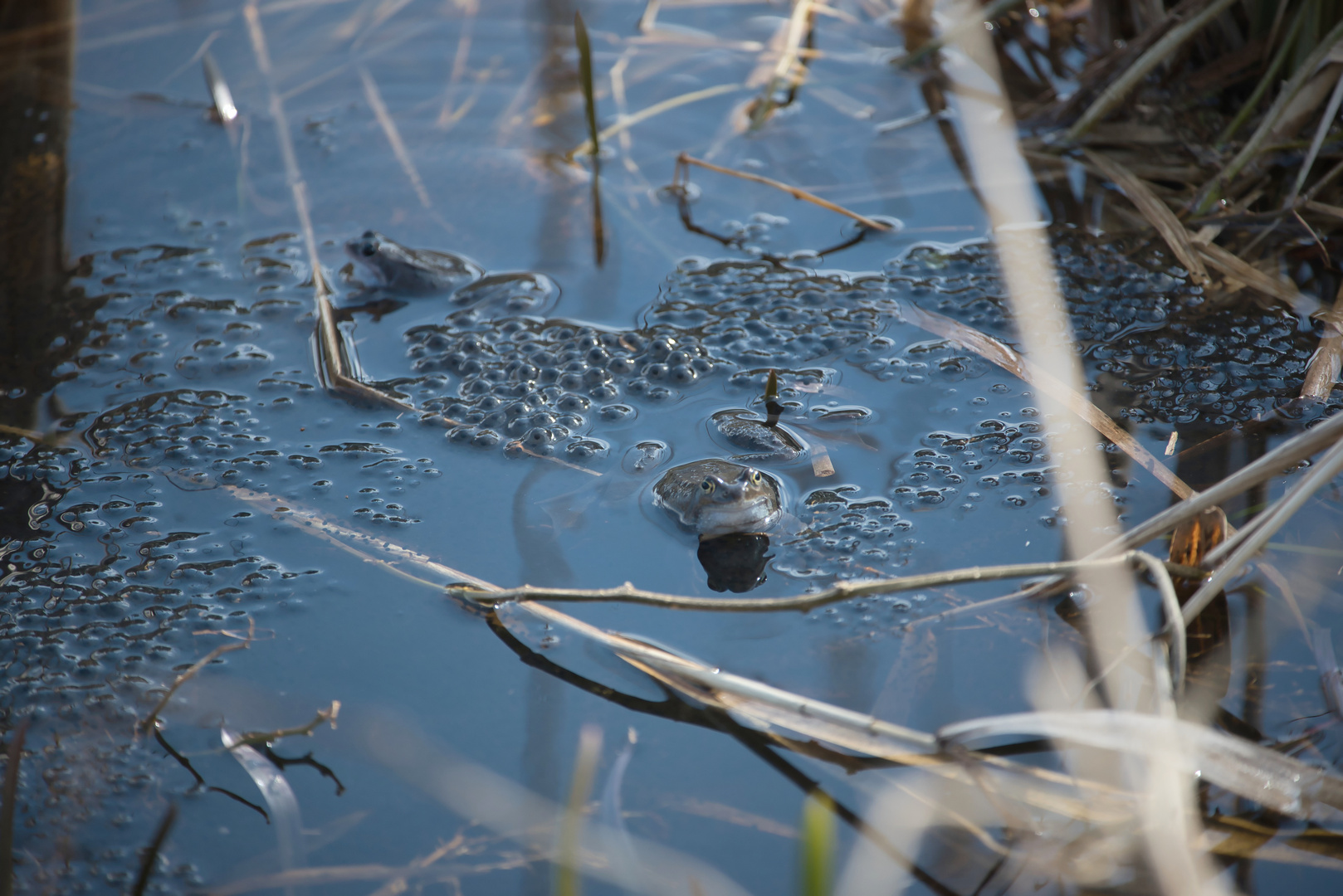 Moorfroschkonzert