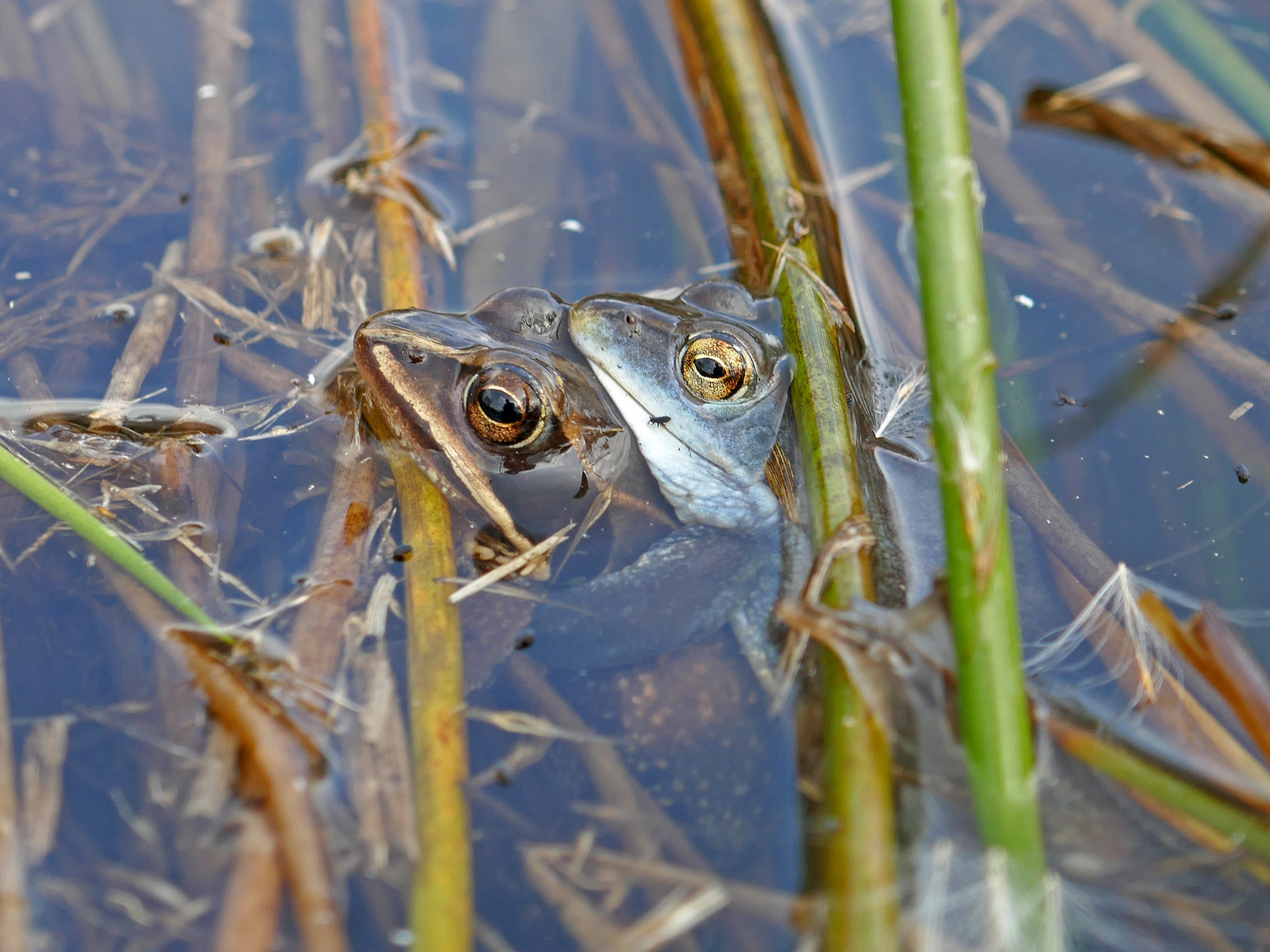 Moorfroschliebe