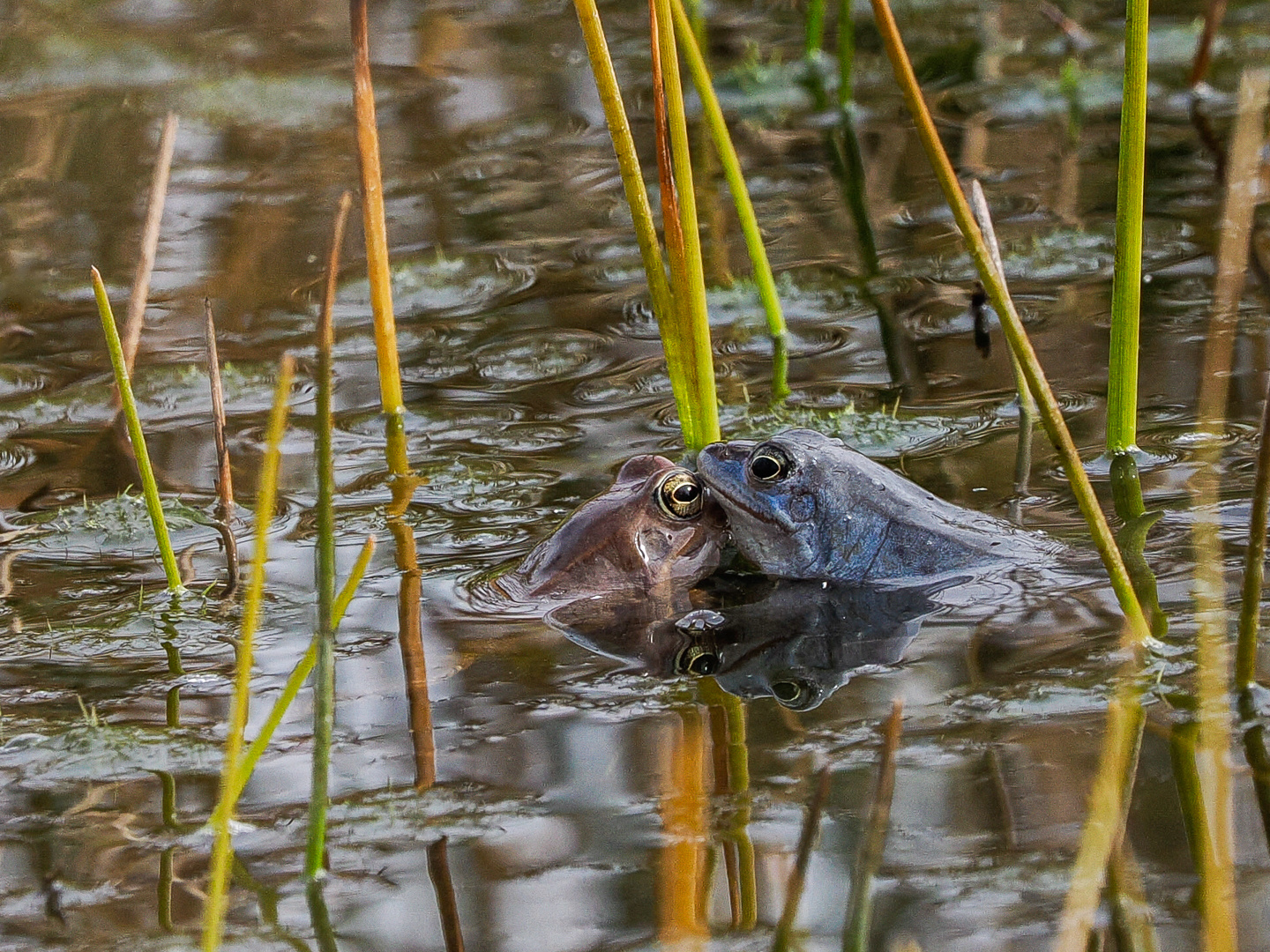 Moorfroschliebe