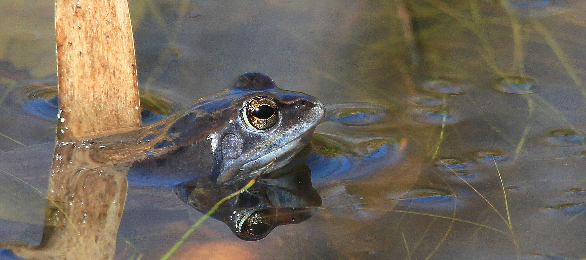 Moorfroschmännchen