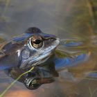 Moorfroschmännchen