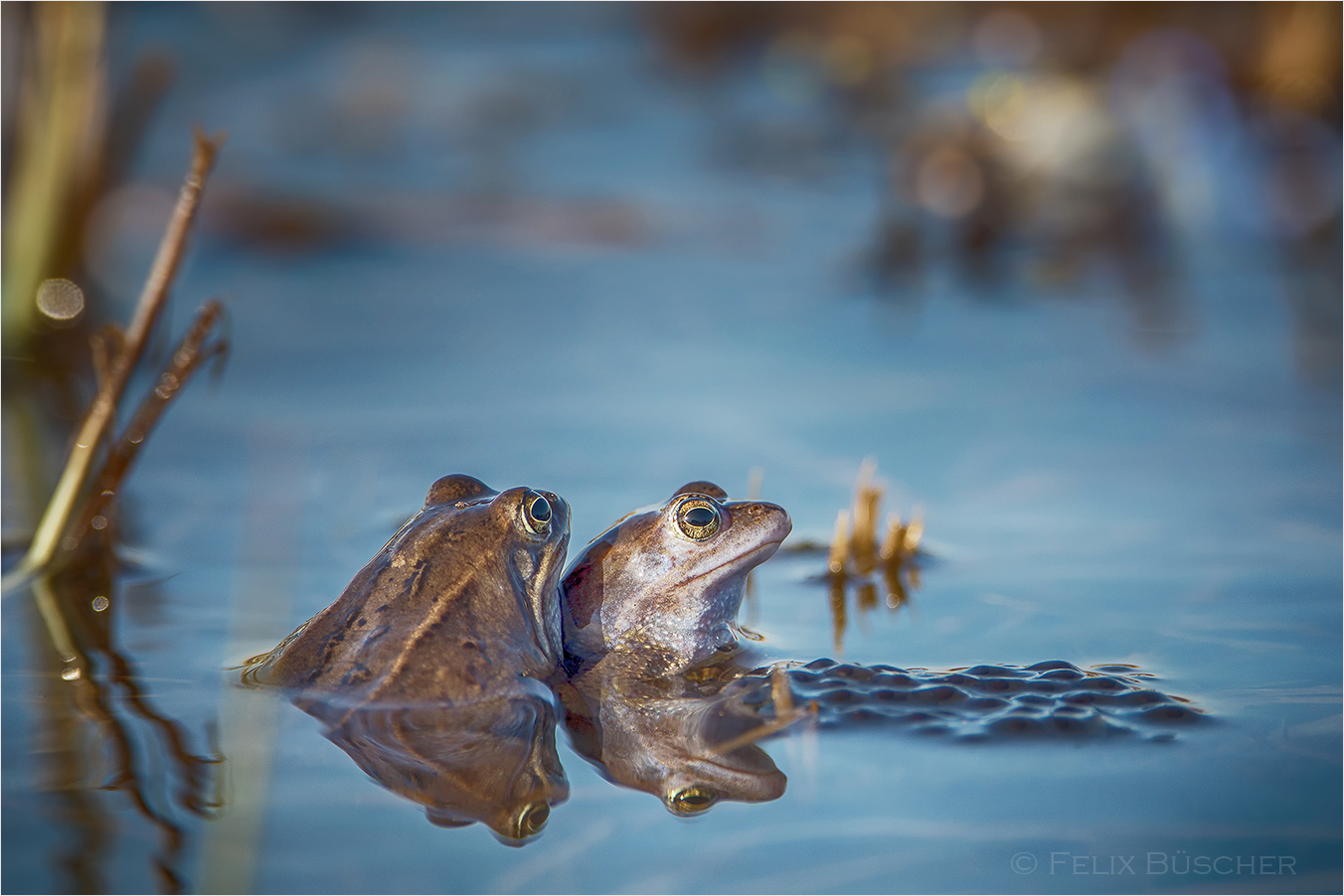 Moorfroschpaar mit Laichballen