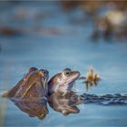 Moorfroschpaar mit Laichballen