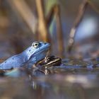 Moorfroschpaarung