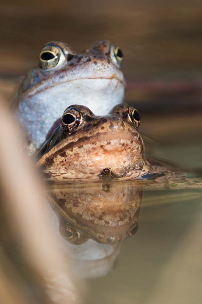 Moorfroschpärchen