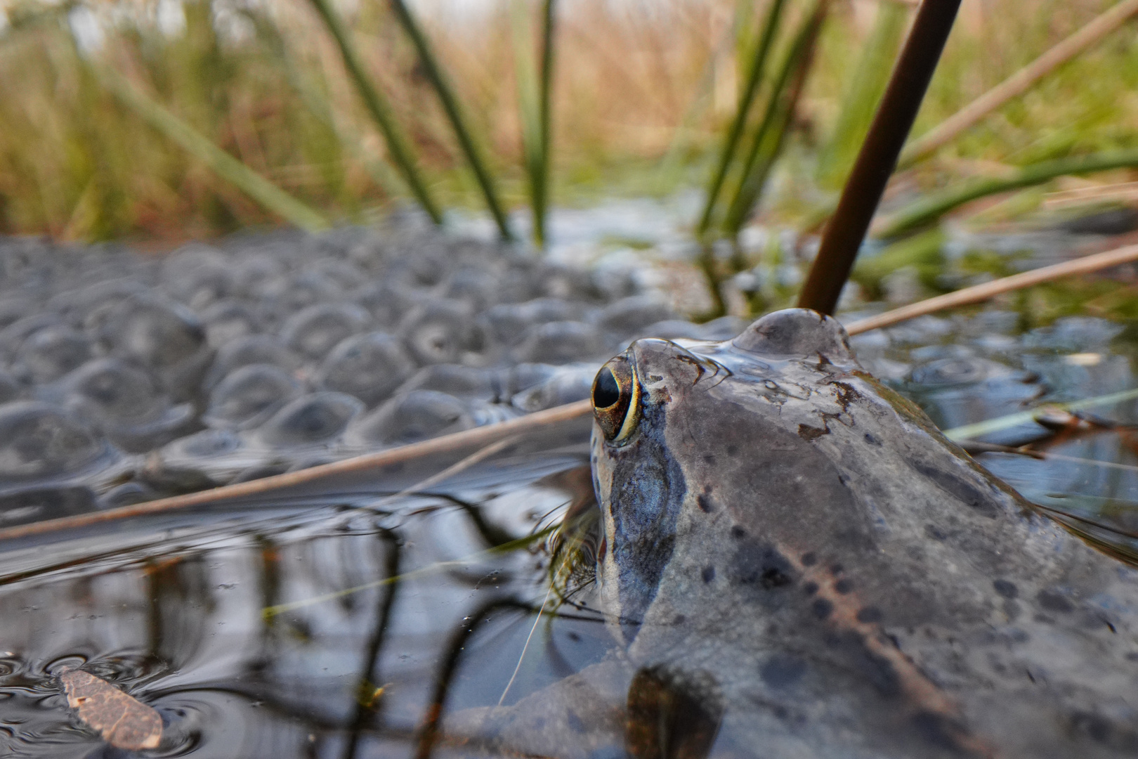 (Moor)Froschperspektive