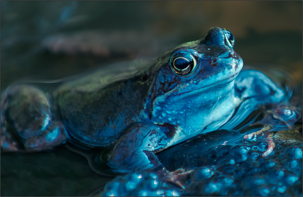 moorfroschportrait