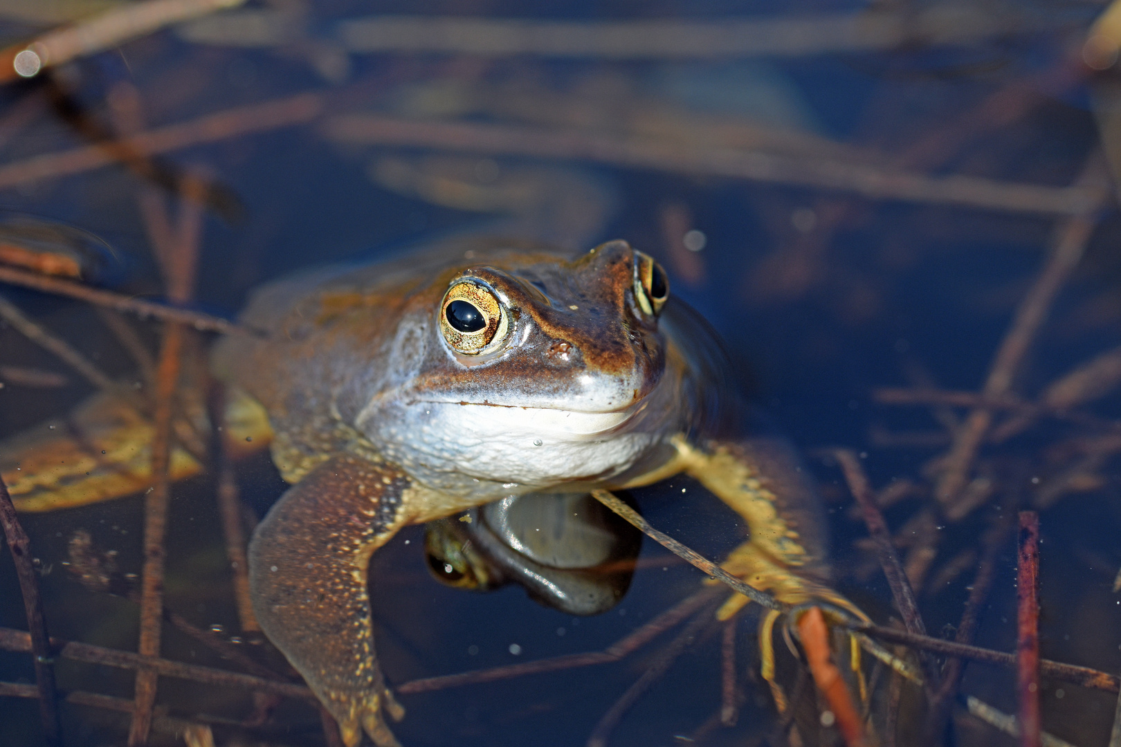 Moorfroschportrait (2/3)