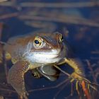 Moorfroschportrait (2/3)