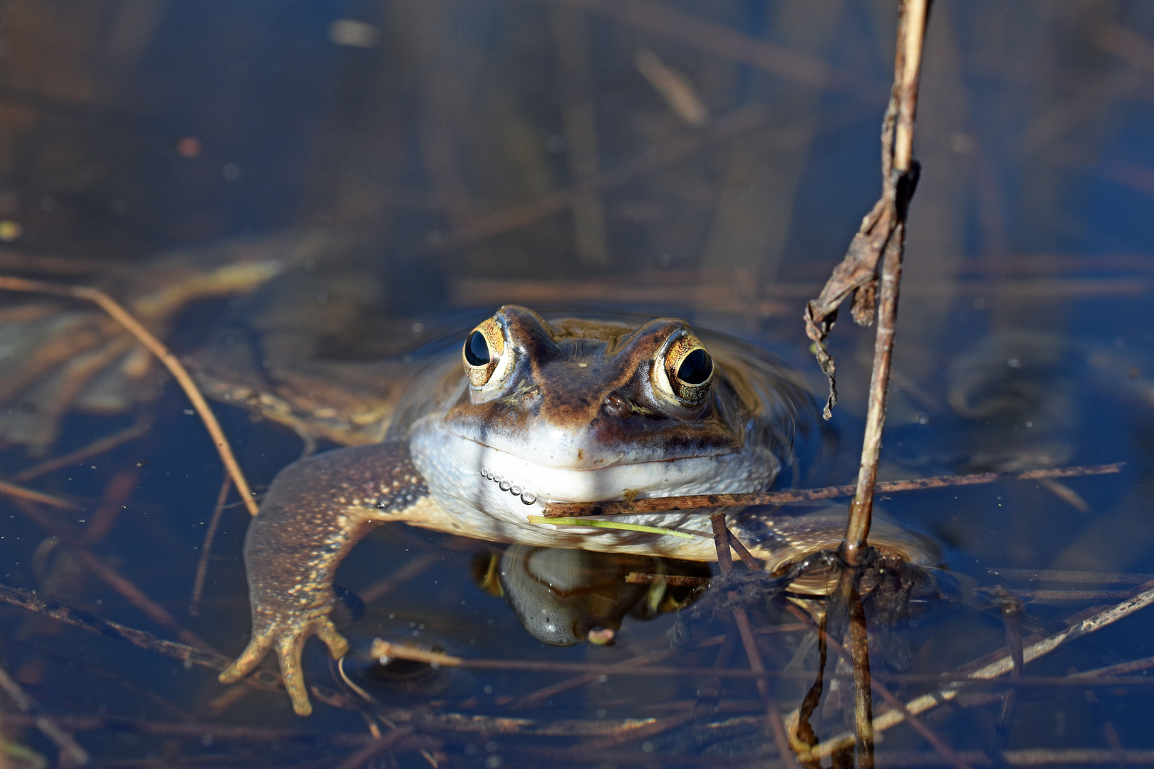 Moorfroschportrait (3/3)