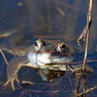 Moorfroschportrait (3/3)