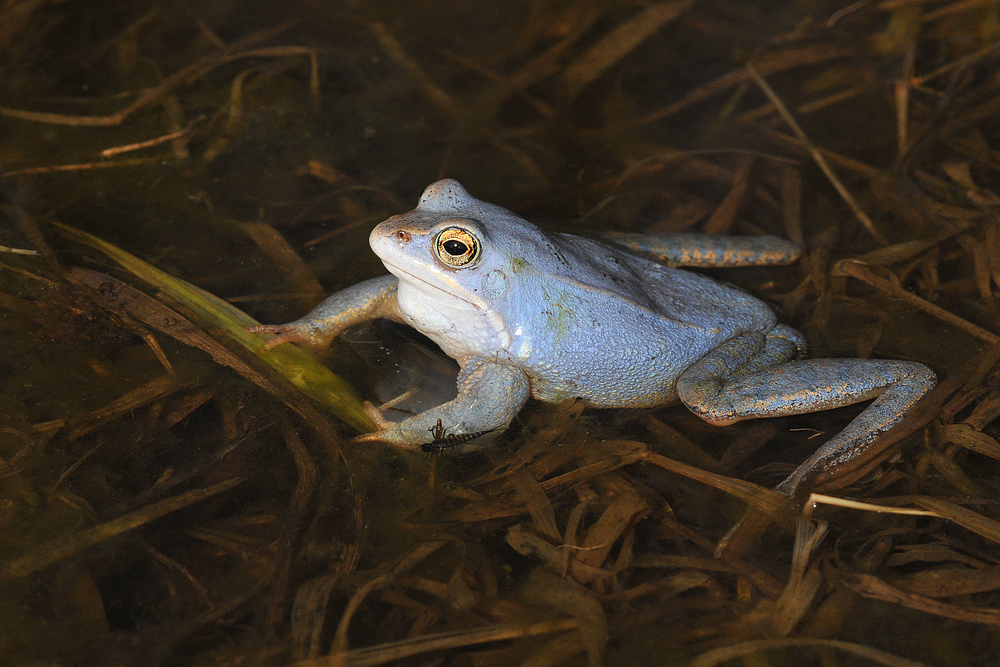 Moorfroschteich - Blaumann mit Libellenlarve