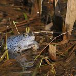 Moorfroschteich – der schönste Blaue