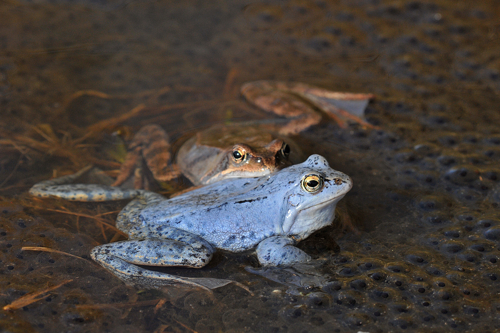 Moorfroschteich - Laichbad