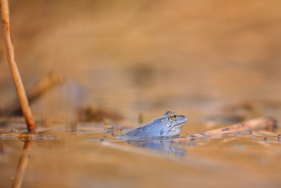 Moorfroschzeit