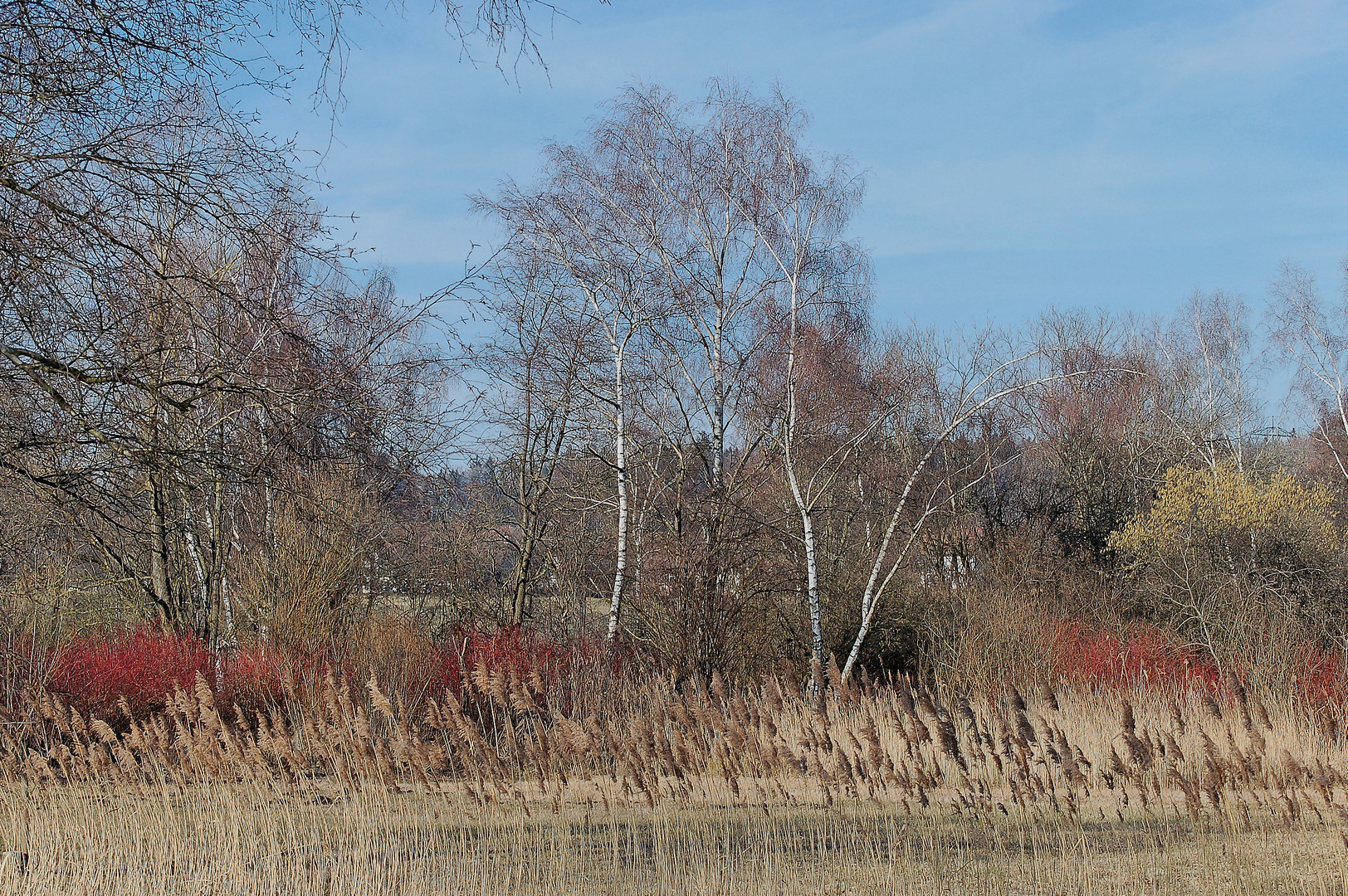 Moorgebiet beim Katzensee