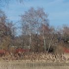 Moorgebiet beim Katzensee