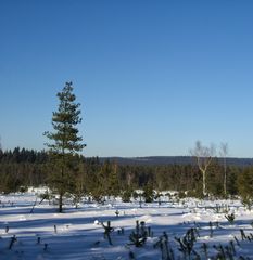 Moorgebiet im Winter