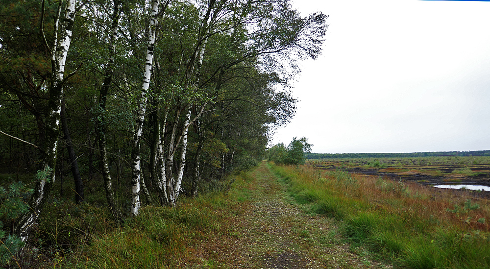 Moorgebiet Steinhuder Meer