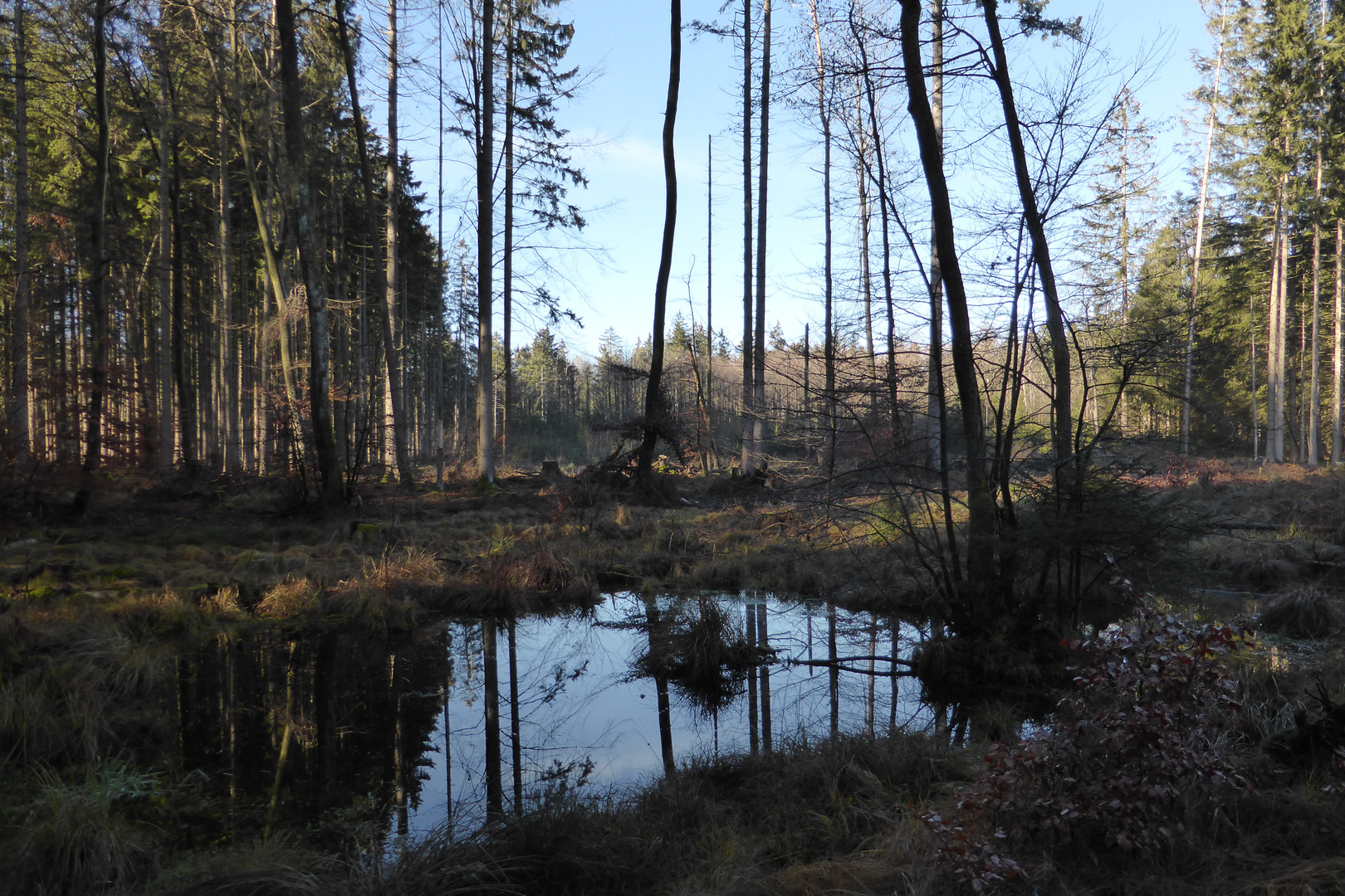 Moorgebiet westlich von Rottenried