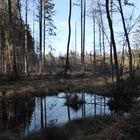 Moorgebiet westlich von Rottenried