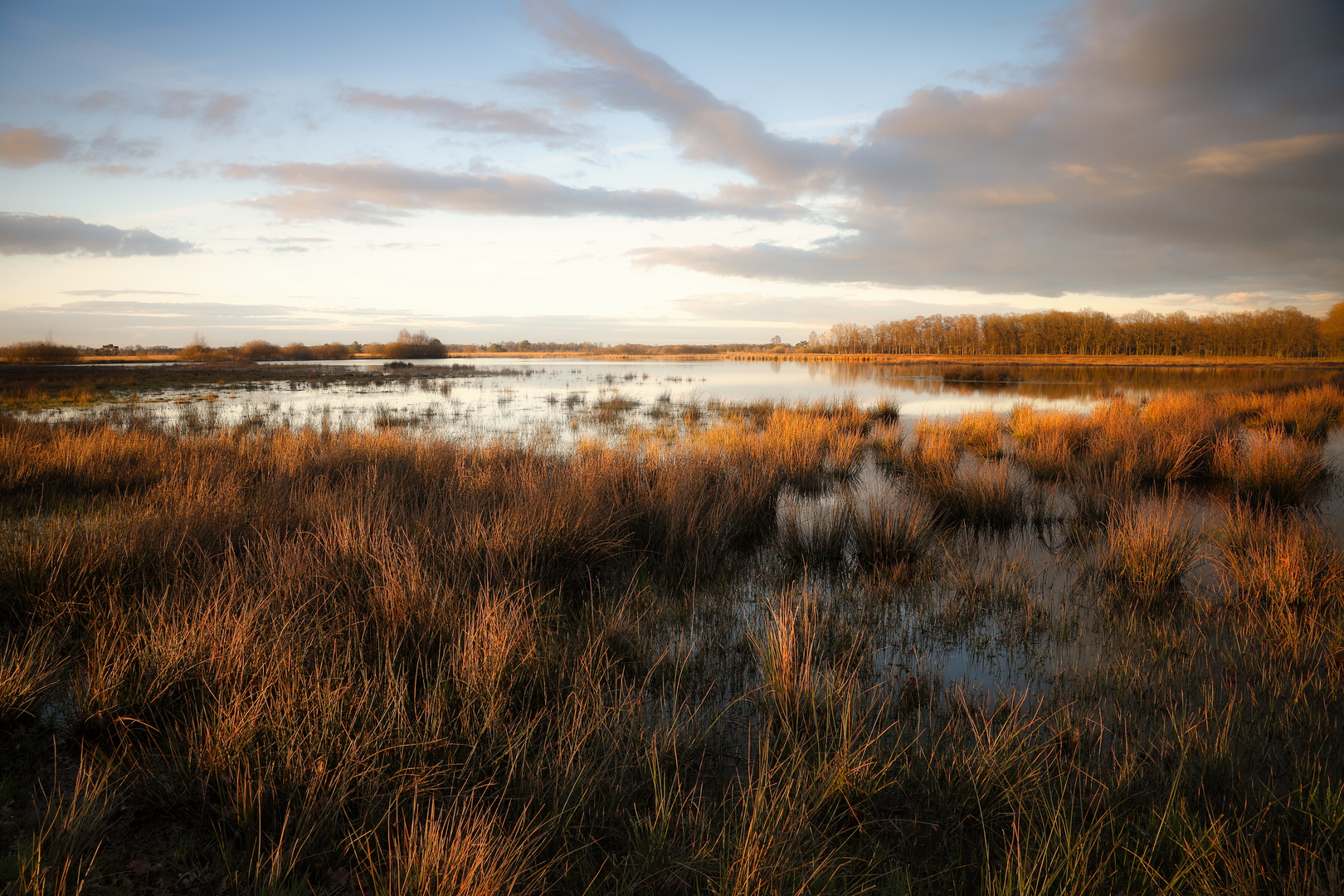 Moorgras in der Abendsonne