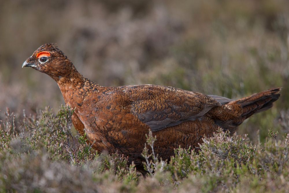 Moorhahn im Prachtkleid auf Futtersuche (Heidetriebe)