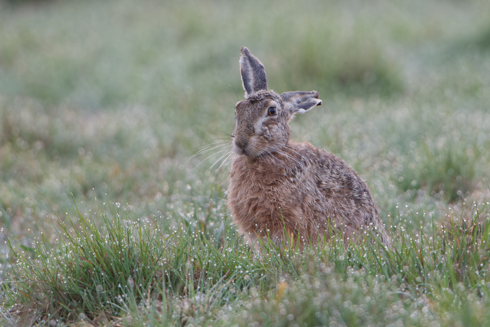 ~   Moorhase relaxed   ~