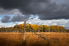 Moorheide, Duvenstedter Brook