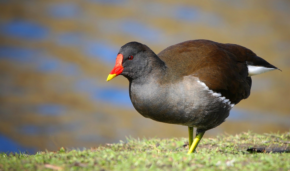 Moorhen