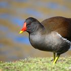 Moorhen