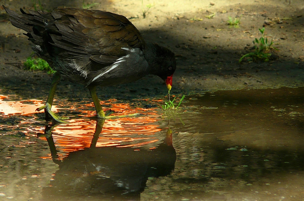 Moorhen