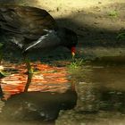 Moorhen