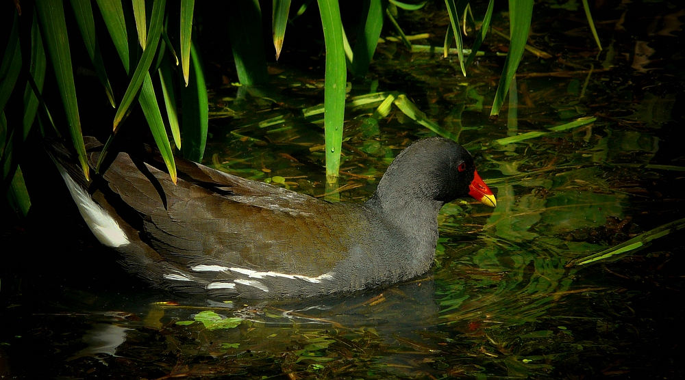 Moorhen