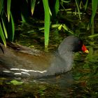 Moorhen