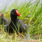 Moorhen